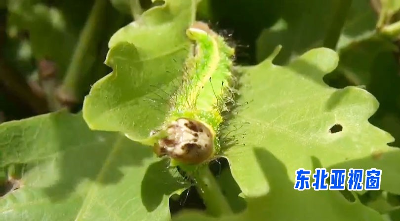 柞蚕的一生